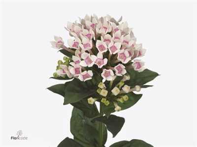 Bouv En Two Tone Pink