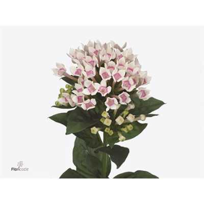 Bouv En Two Tone Pink
