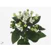 Bouv En White Verde