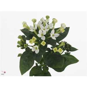 Bouv En White Verde