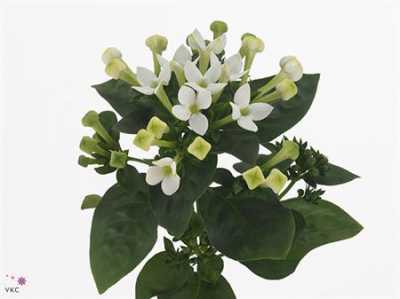 Bouv En White Verde