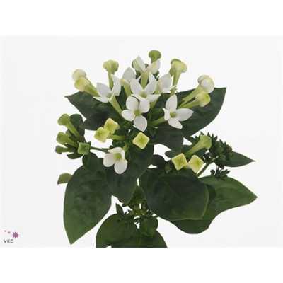 Bouv En White Verde