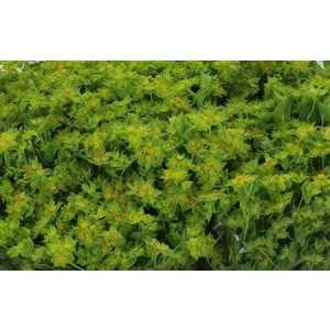 Bupleurum Griffithii