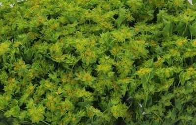 Bupleurum Griffithii