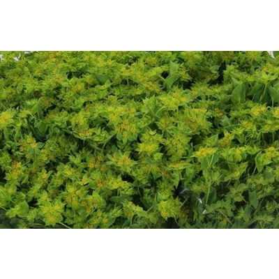 Bupleurum Griffithii