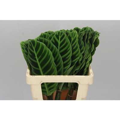 Calathea Zebrina