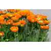 Calendula Orange