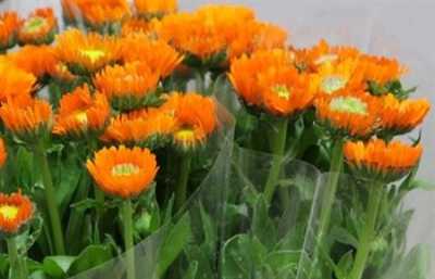 Calendula Orange