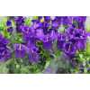 Campanula Champ Blue
