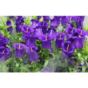 Campanula Champ Blue