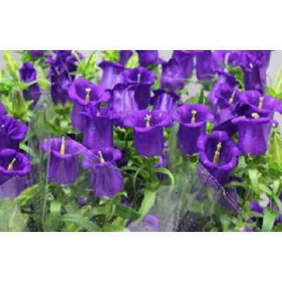 Campanula Champ Blue