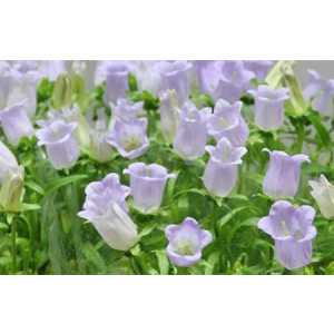 Campanula Champ Lavender