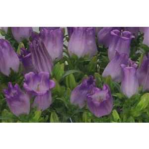 Campanula Champ Lilac