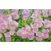 Campanula Champ Pink