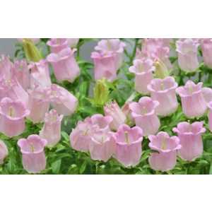 Campanula Champ Pink