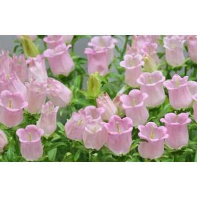 Campanula Champ Pink