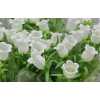 Campanula Champ White