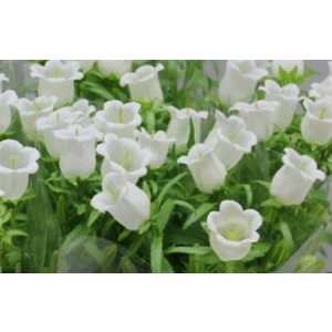 Campanula Champ White