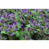 Campanula Glom Blue