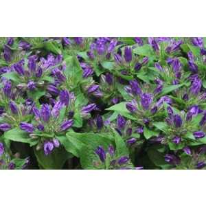 Campanula Glom Blue