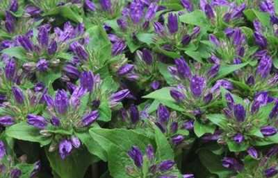 Campanula Glom Blue