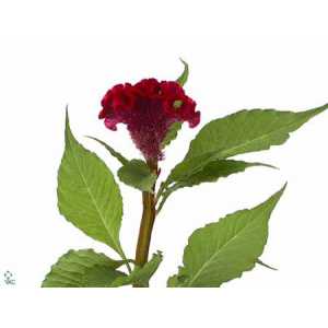 Celosia C Act Dara