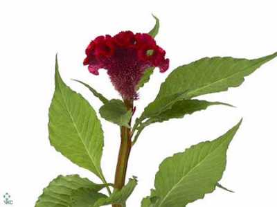 Celosia C Act Dara