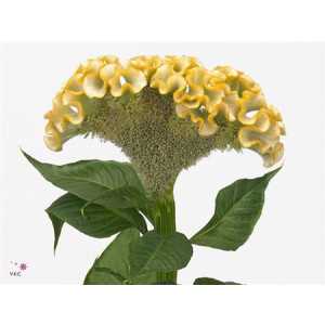 Celosia C Act Inca