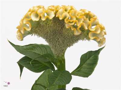 Celosia C Act Inca