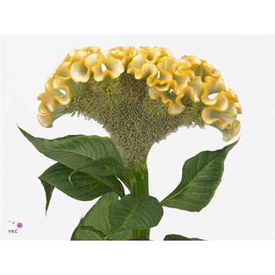 Celosia C Act Inca