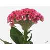 Celosia C Act Rima