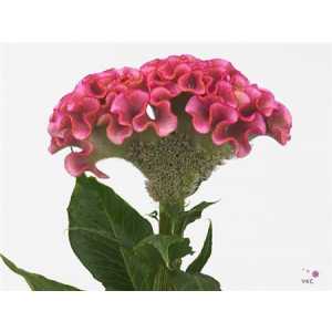 Celosia C Act Rima