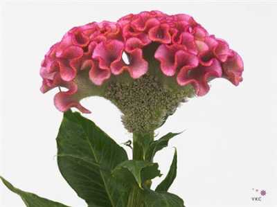 Celosia C Act Rima