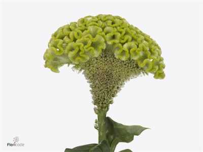 Celosia C Act Verda