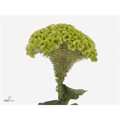 Celosia C Act Verda