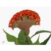 Celosia C Act Zara