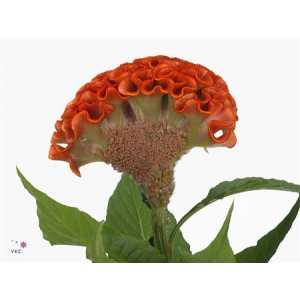 Celosia C Act Zara