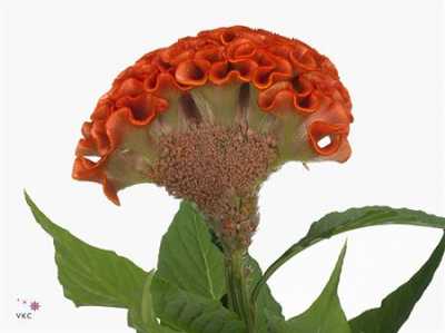 Celosia C Act Zara