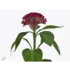 Celosia C Bar Bora