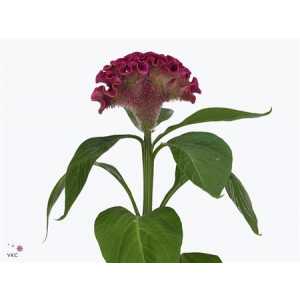 Celosia C Bar Bora