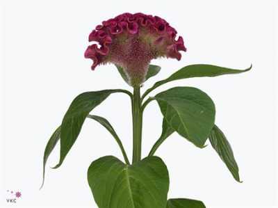 Celosia C Bar Bora