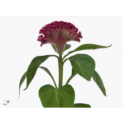Celosia C Bar Bora