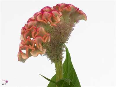 Celosia C Bar Bossa