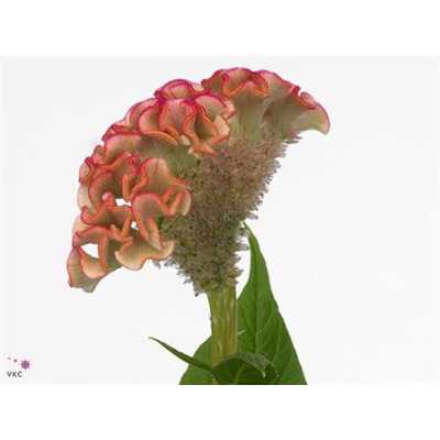 Celosia C Bar Bossa