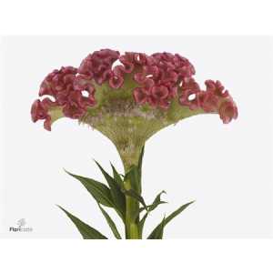 Celosia C Fashion