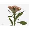 Celosia C Haute Couture