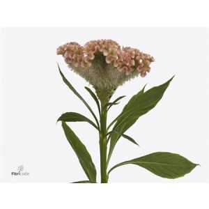 Celosia C Haute Couture