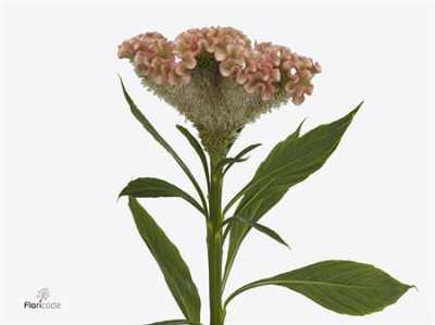 Celosia C Haute Couture