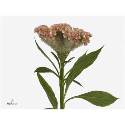 Celosia C Haute Couture