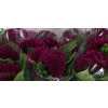 Celosia C Purple Mystic